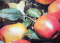 la Pomme  ??