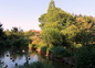 L'étang des canards
