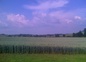 CHAMPS DE BLE