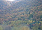 Forêt en automne