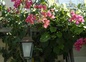 Terrasse fleurie