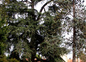 Parc