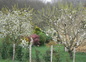 Au printemps
