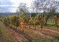Les vignes de Carnac