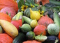 Nos légumes du potager