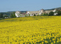 La ferme derrière le champ de tournesols