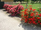 les rosiers