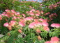 albizia
