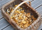 cueillette de girolles