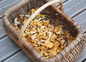cueillette de girolles