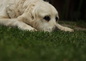 notre chienne Golden Retriever