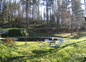 La forêt autour de la maison