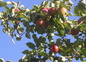 Pommes d'automne