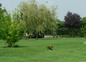 jardin d'agrement