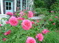 Printemps fleuri