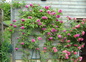 Roses sur les terrasses des 