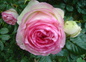 Rose du jardin