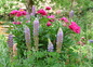 Les Fleurs du Jardin