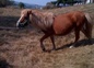 Libellule en promenade