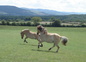 Nos chevaux bondissants
