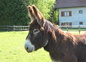 Notre mascotte