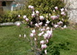 Magnolia for ever ...