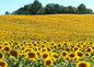 champs de tournesol