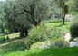 restanques d'oliviers