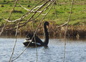Un cygne de passage