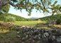 Vue du poirier
