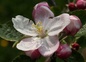 fleur de pommier