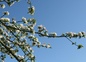 Printemps au verger