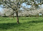 Pommiers en fleurs