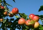 Pommes Normandes