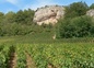 Vignes autour du village