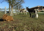 Nos anes et notre vache highland