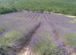 Champ de lavandin