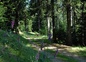 chemin rando vers  Mt Aigoual  1567m