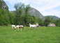 Les chevaux dans les prés
