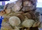 la coquille st jacques, la spécialité