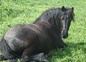 Cheval de Mérens