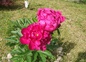 Un jardin fleuri