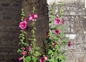 les roses trémières