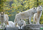 à proximité: parc animalier