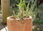 Nombreux cactus