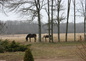 Nos chevaux