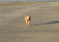 Roni sur la plage