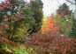 jardin en automne 2