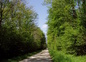 La forêt toute proche