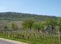 Le vignoble
